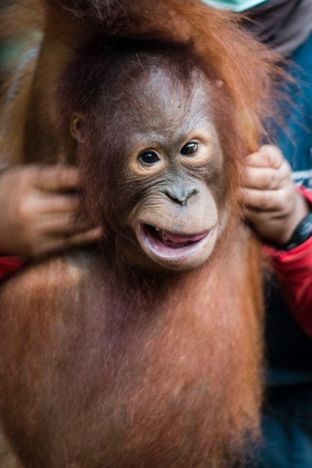 Photo credit: International Animal Rescue