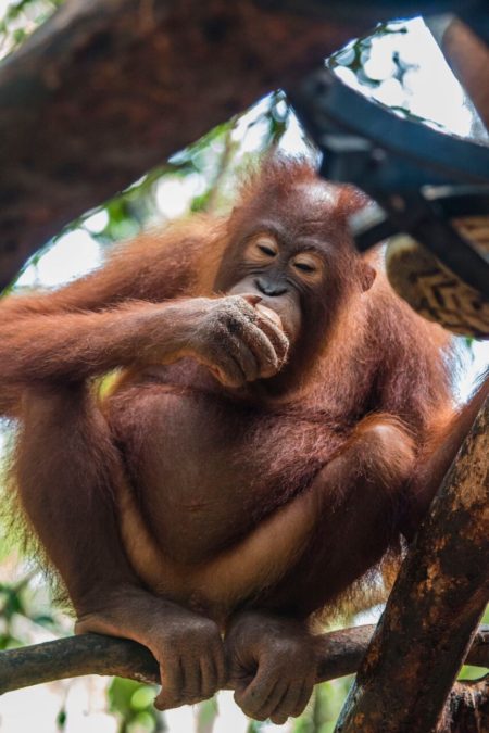 Photo credit: International Animal Rescue