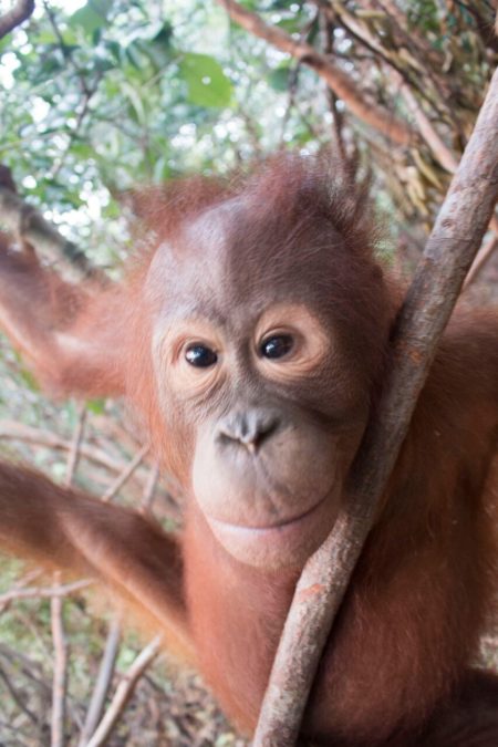 Photo credit: International Animal Rescue