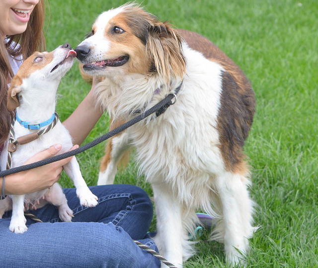 PSPCA