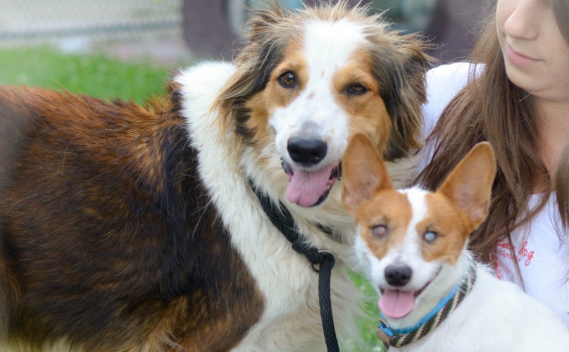 PSPCA