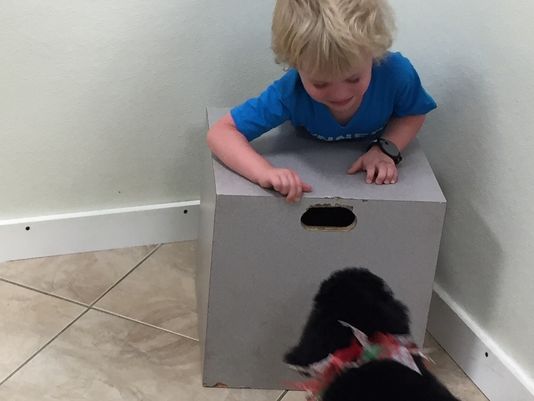 Maxwell getting to know his new friend. (Photo credit: Michael Braun/The News-Press)