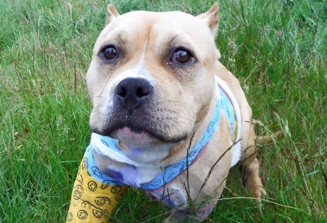 Snohomish County Animal Control Services