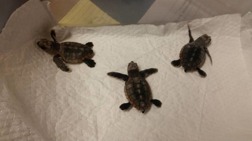 Photo credit: Wildlife,Inc. Education & Rehabilitation Center