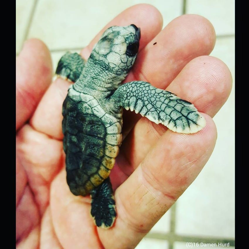 Photo credit: Wildlife,Inc. Education & Rehabilitation Center