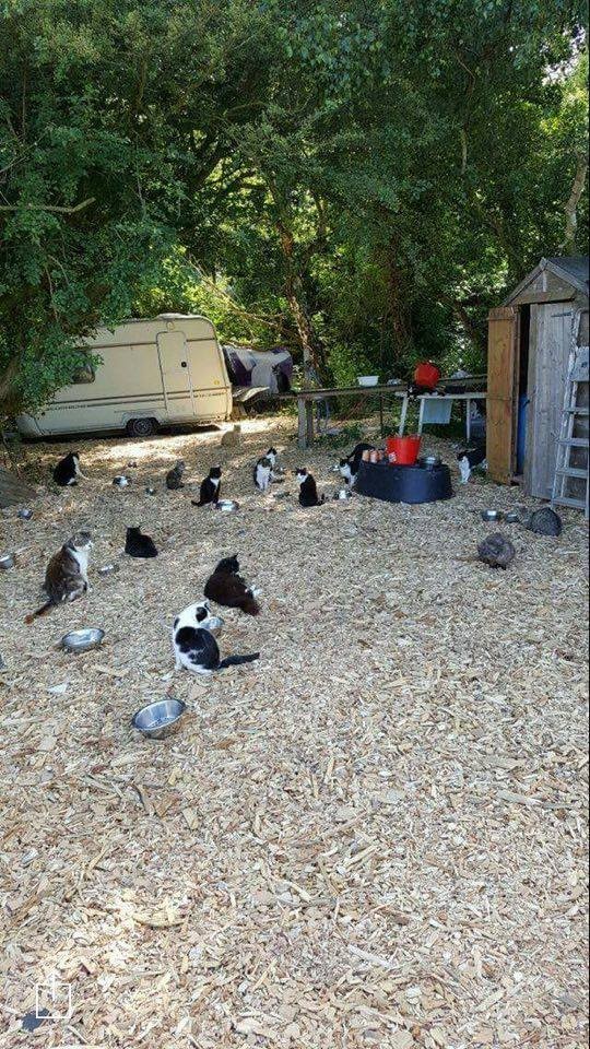 Photo credit: SECOND CHANCE ANIMAL RESCUE CROCKENHILL