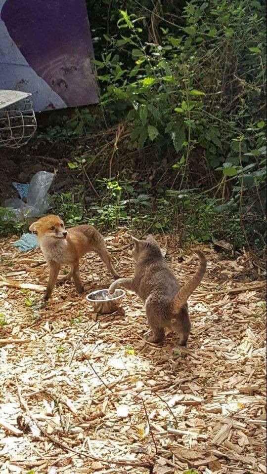Photo credit: SECOND CHANCE ANIMAL RESCUE CROCKENHILL