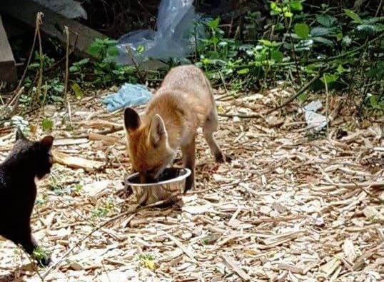 Photo credit: SECOND CHANCE ANIMAL RESCUE CROCKENHILL