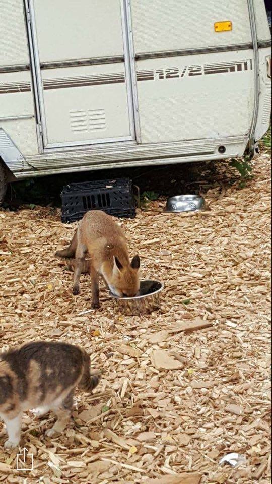 Photo credit: SECOND CHANCE ANIMAL RESCUE CROCKENHILL