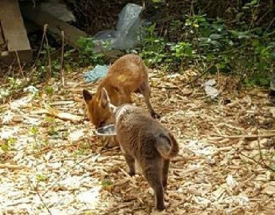 Photo credit: SECOND CHANCE ANIMAL RESCUE CROCKENHILL