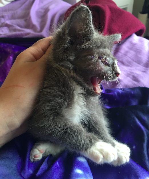 Braille the kitten