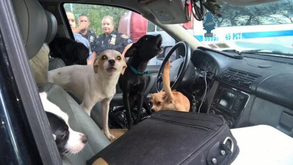Photo credit: NYPD