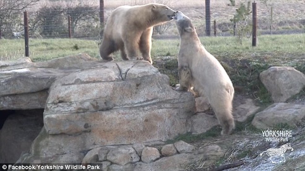 Credit: Yorkshire Wildlife Park Facebook