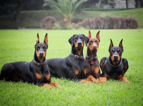 Instagram: thedobieteam