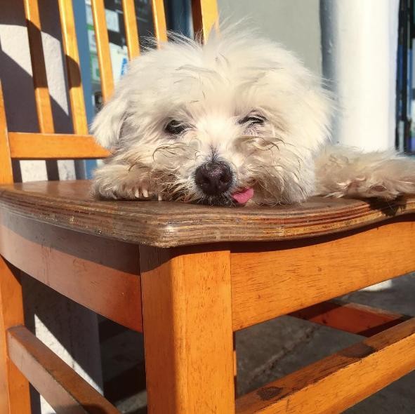 Photo credit: INSTAGRAM/TUSKTHEDOG