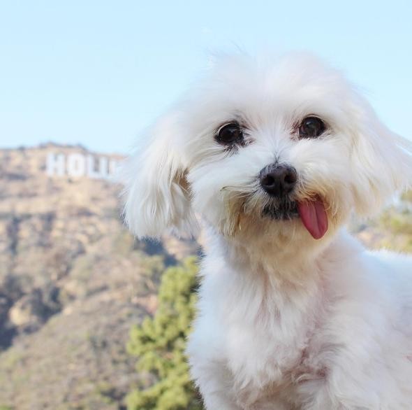 Photo credit: INSTAGRAM/TUSKTHEDOG
