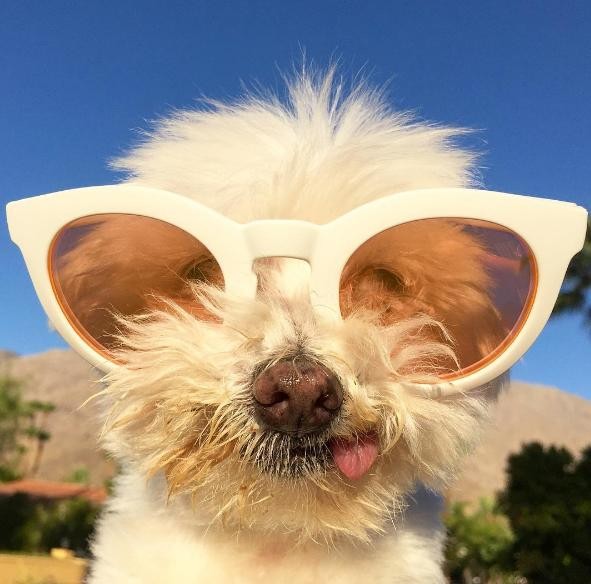 Photo credit: INSTAGRAM/TUSKTHEDOG