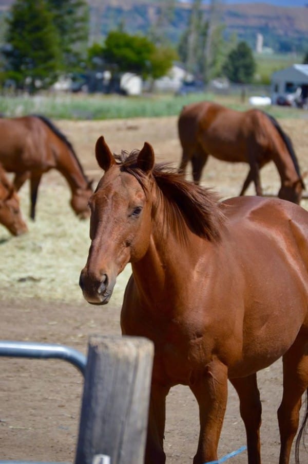 Second Chance Ranch