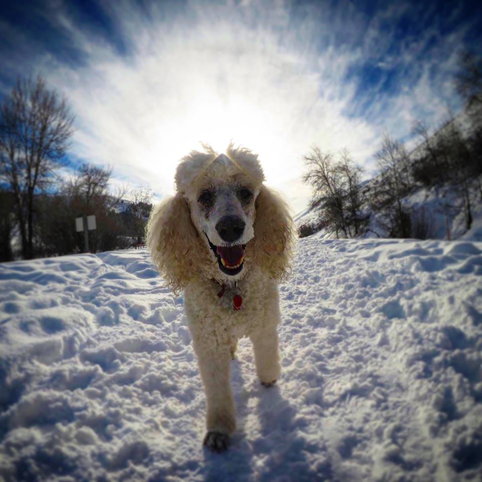 ROOT FOR POODLE MARGAUX
