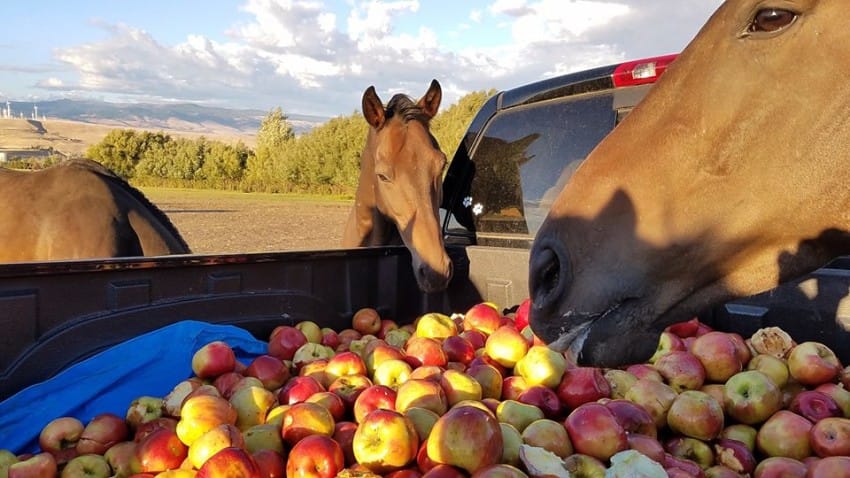 Second Chance Ranch