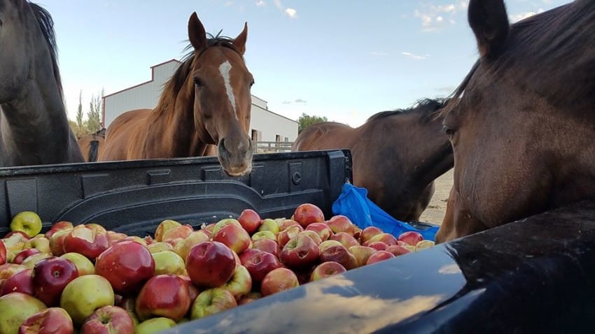Second Chance Ranch