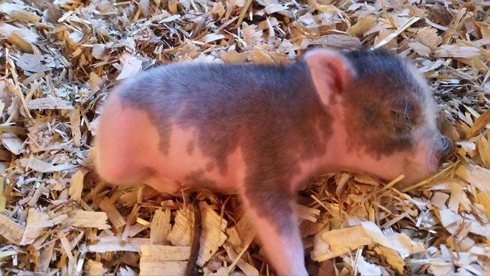Facebook/miracle the minipig