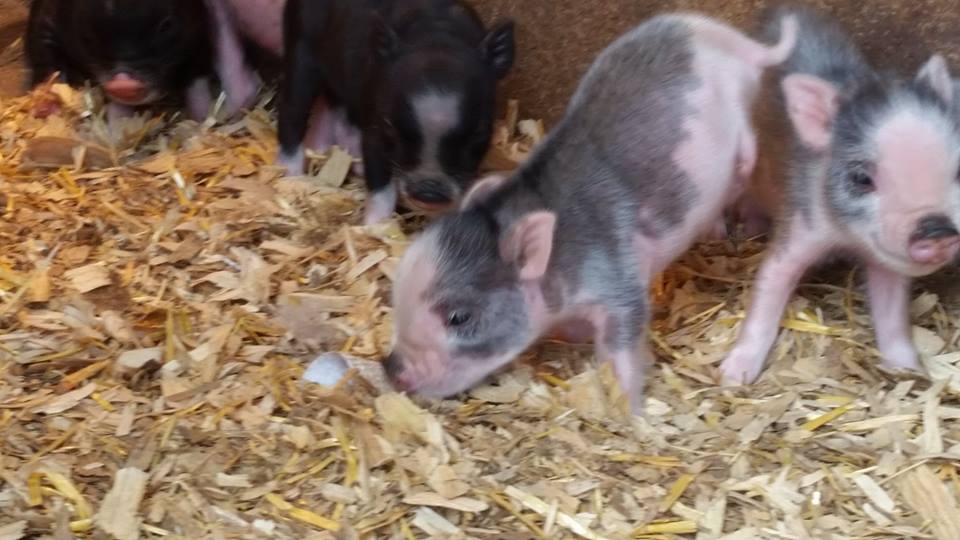 Facebook/miracle the minipig