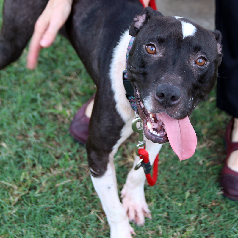 SPCA Texas