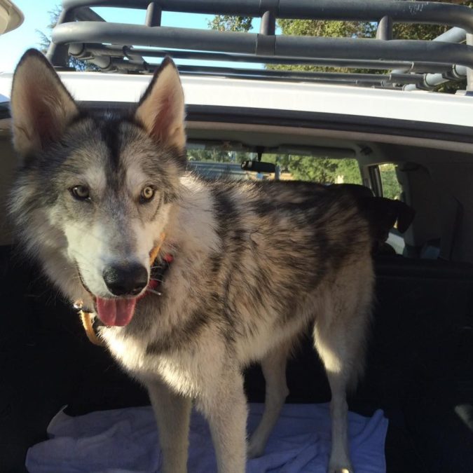 Photo credit: Animal Rescue Team