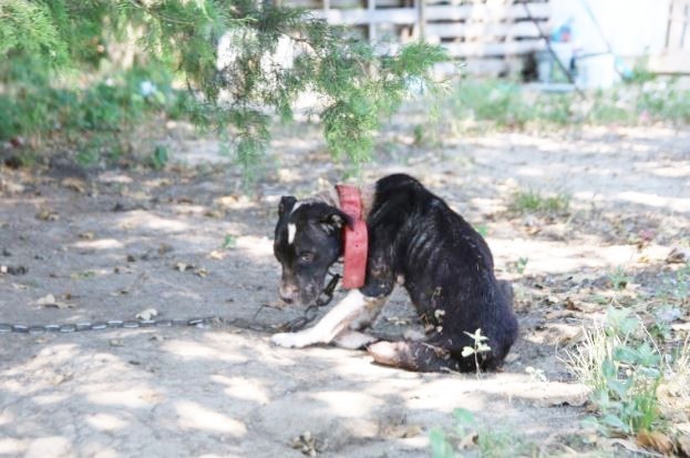 SPCA Texas