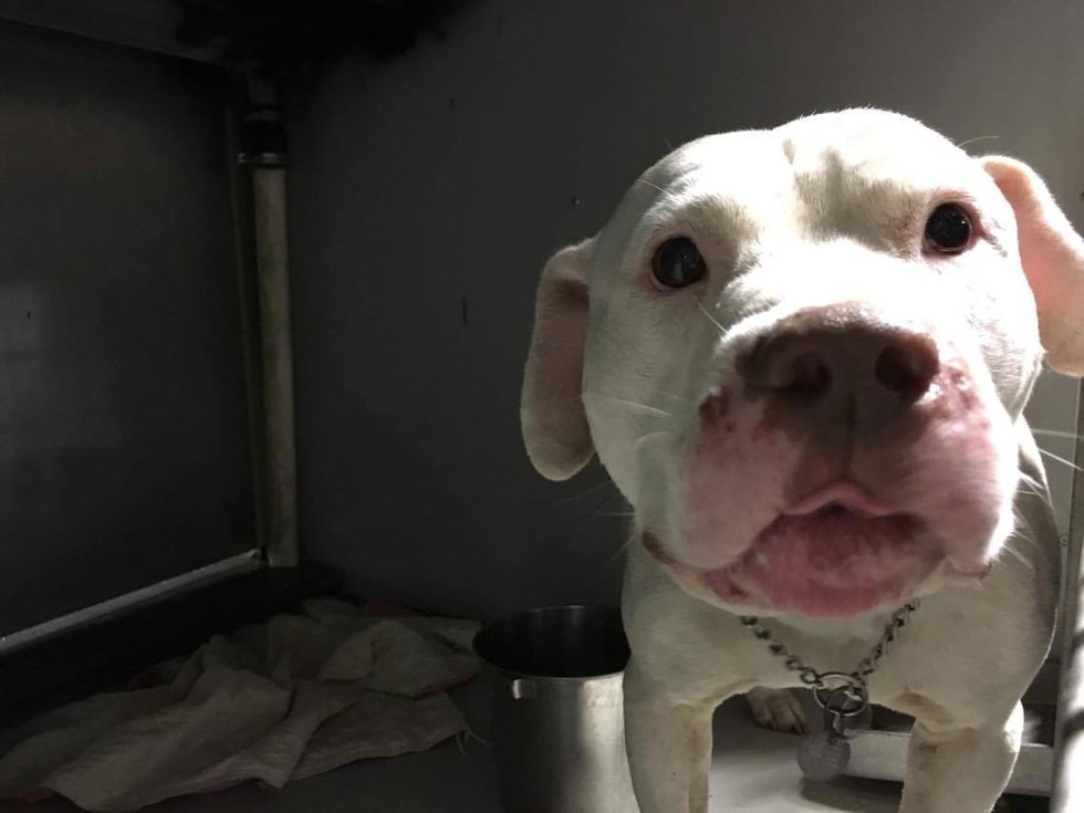 KC Pet Project
