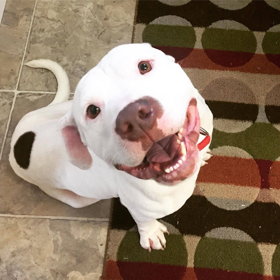 KC Pet Project