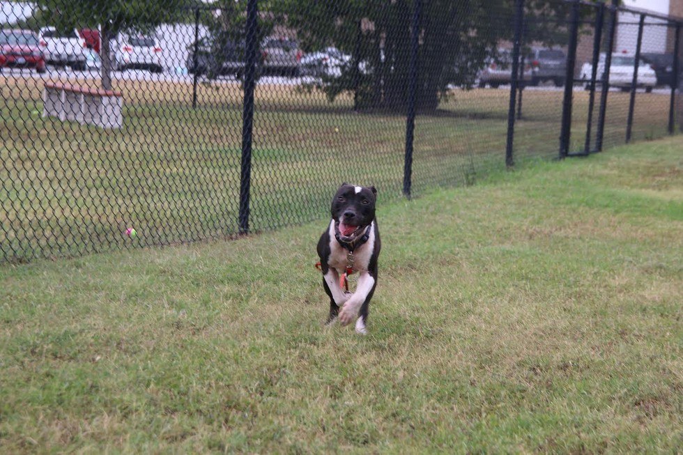 SPCA Texas