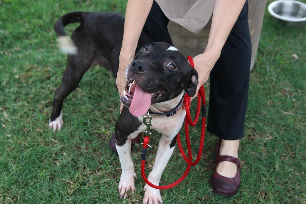SPCA Texas