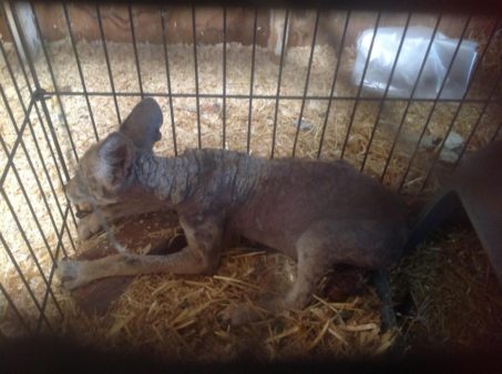 Photo credit: Folsom Animal Services