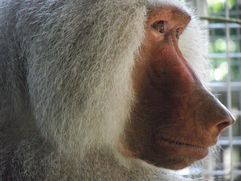 Lakeview Monkey Sanctuary