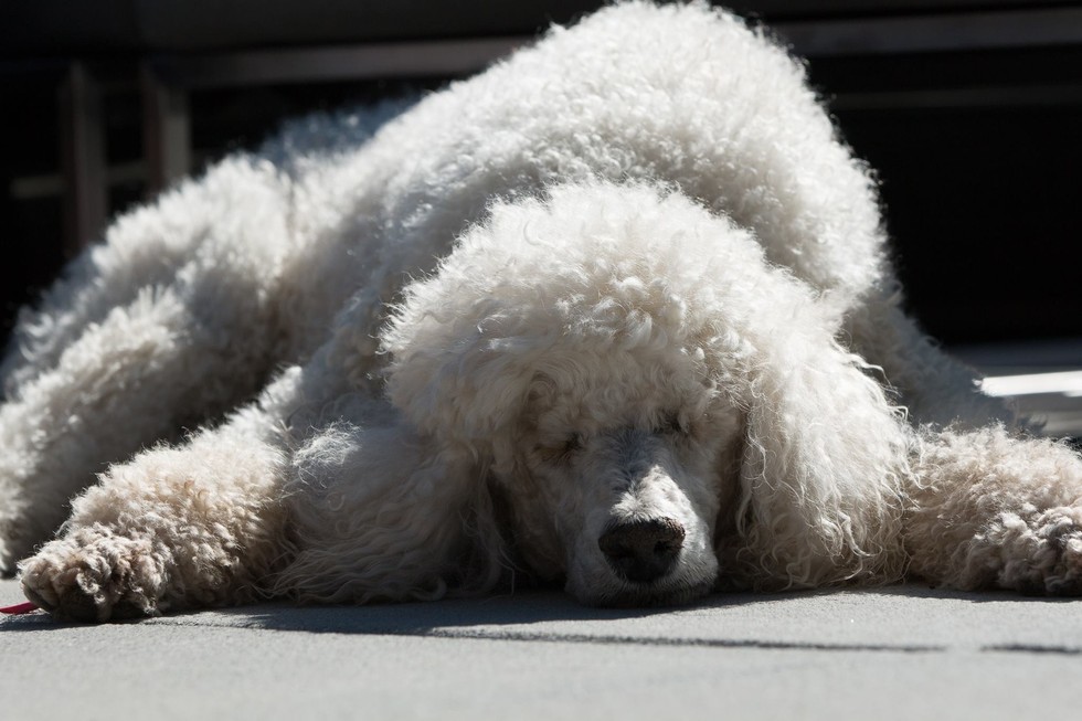 ROOT FOR POODLE MARGAUX