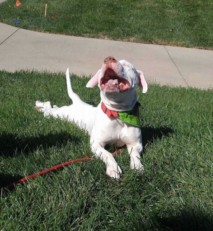 KC Pet Project