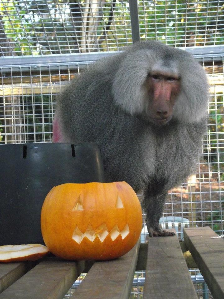 Lakeview Monkey Sanctuary
