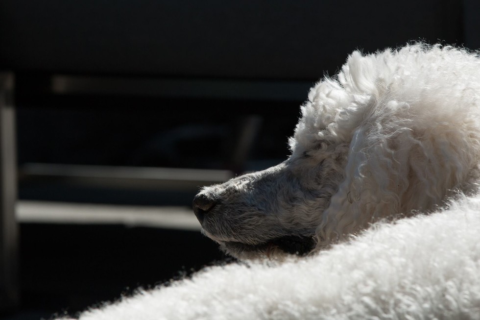 ROOT FOR POODLE MARGAUX