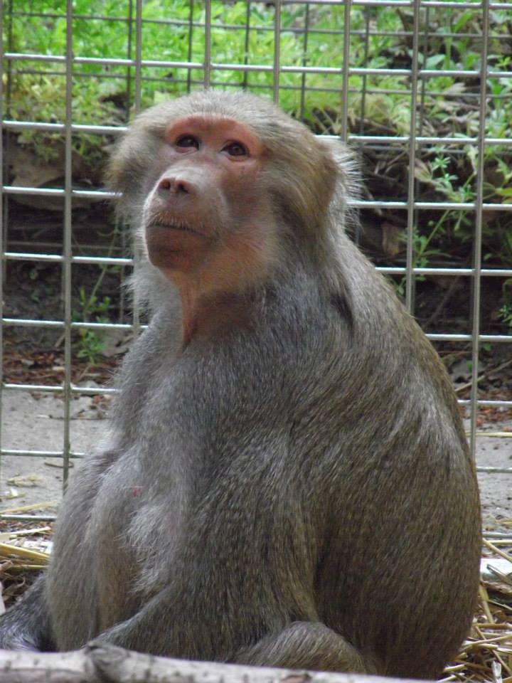 Lakeview Monkey Sanctuary
