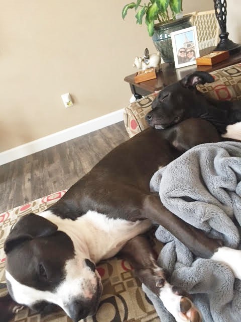 FRIENDS TO THE FORLORN PITBULL RESCUE