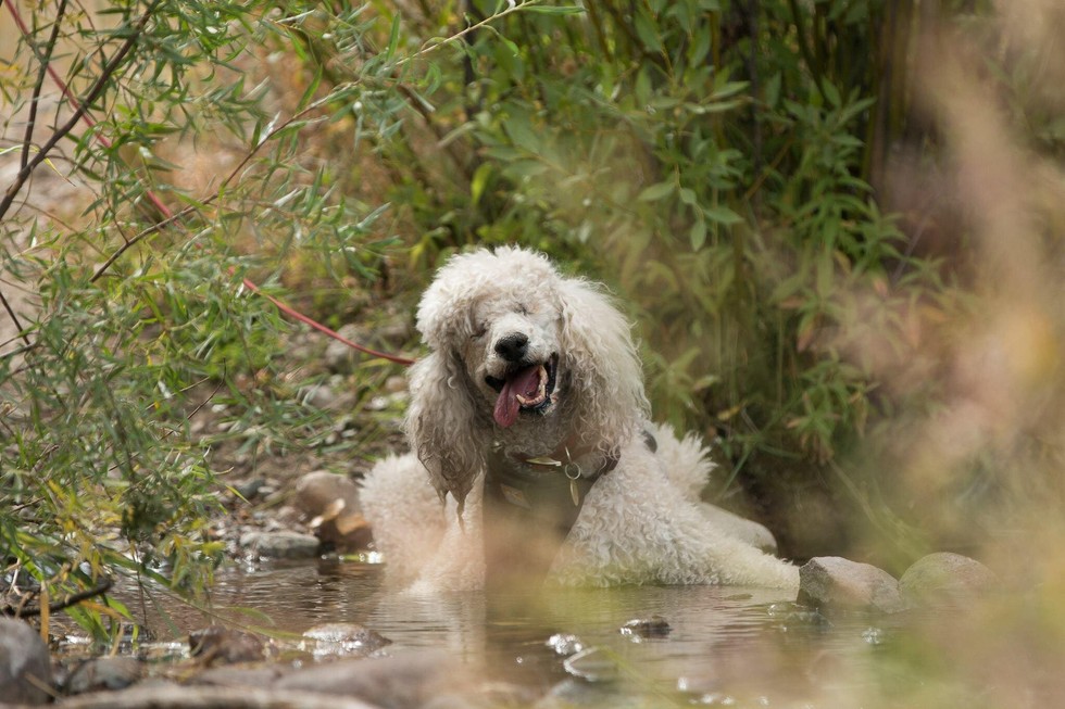 ROOT FOR POODLE MARGAUX