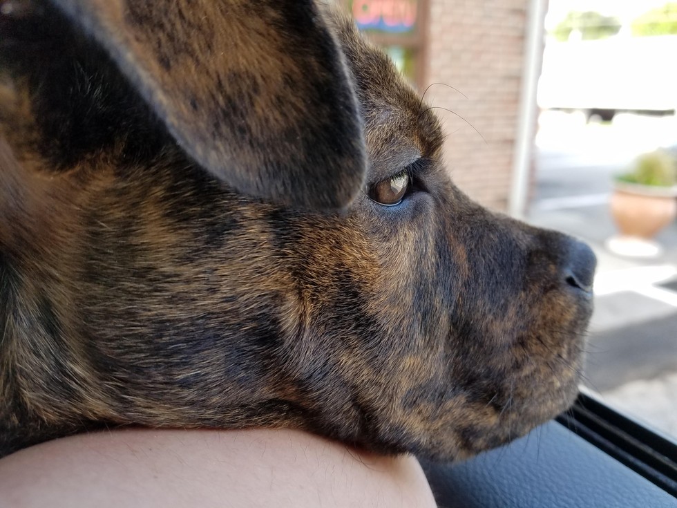 FRIENDS TO THE FORLORN PITBULL RESCUE