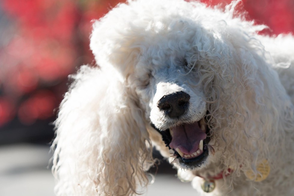 ROOT FOR POODLE MARGAUX