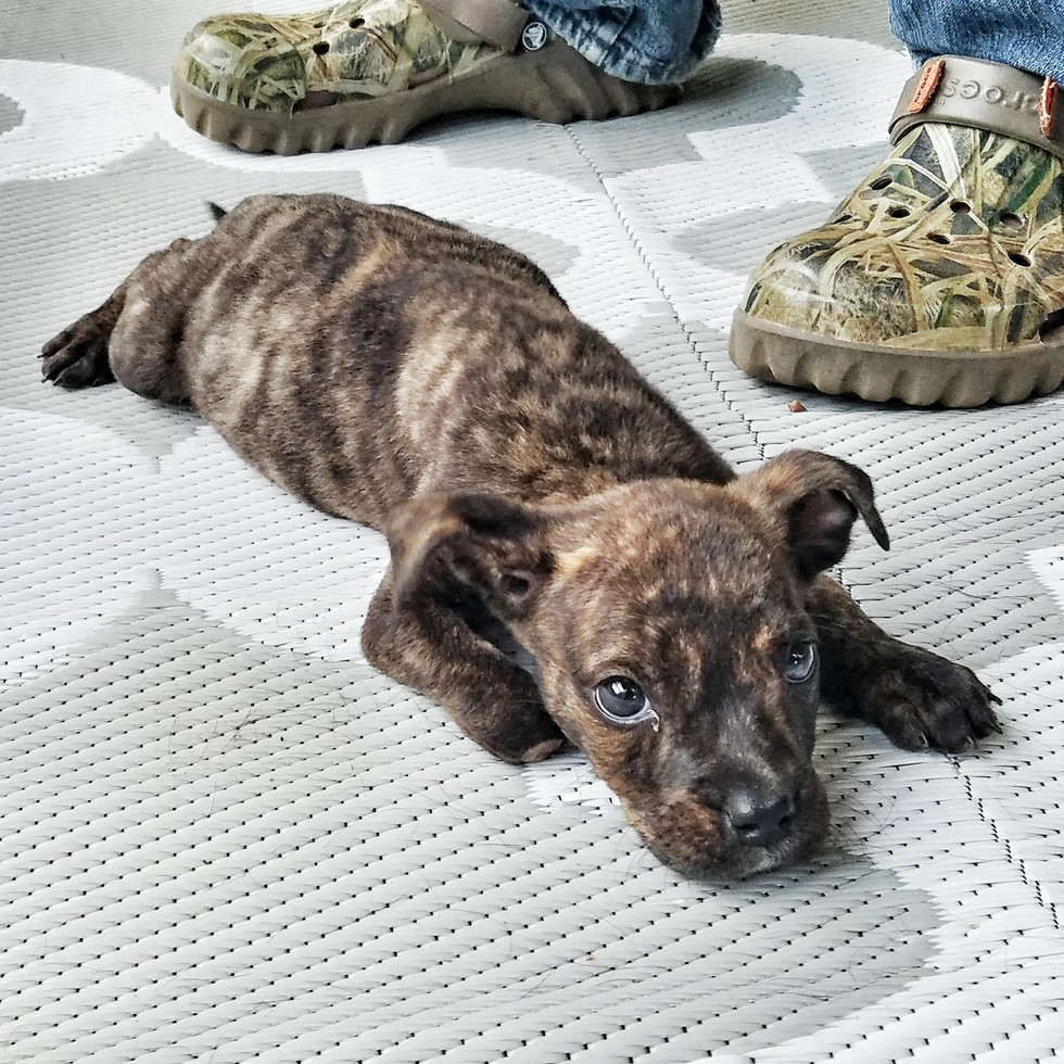 FRIENDS TO THE FORLORN PITBULL RESCUE