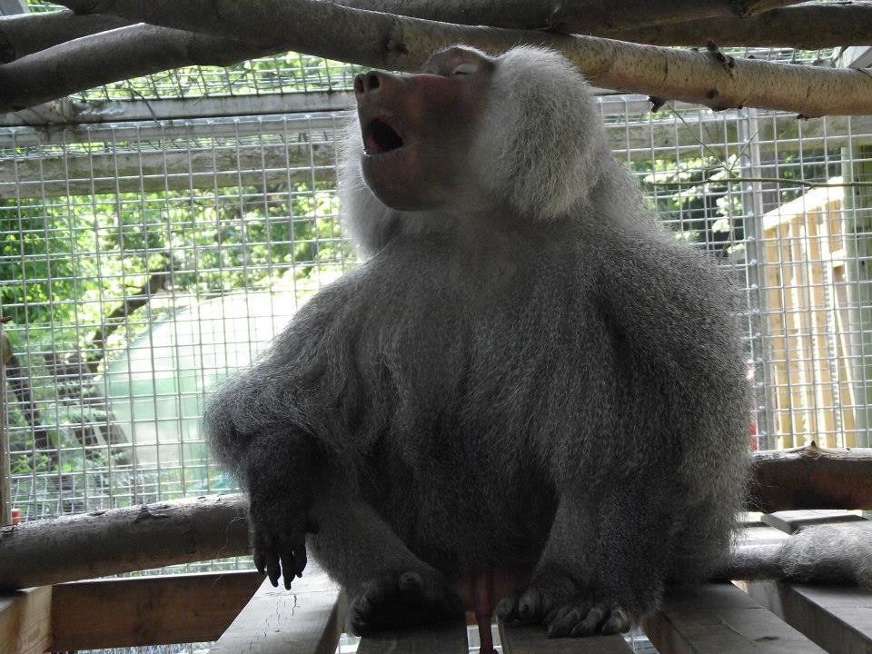 Lakeview Monkey Sanctuary