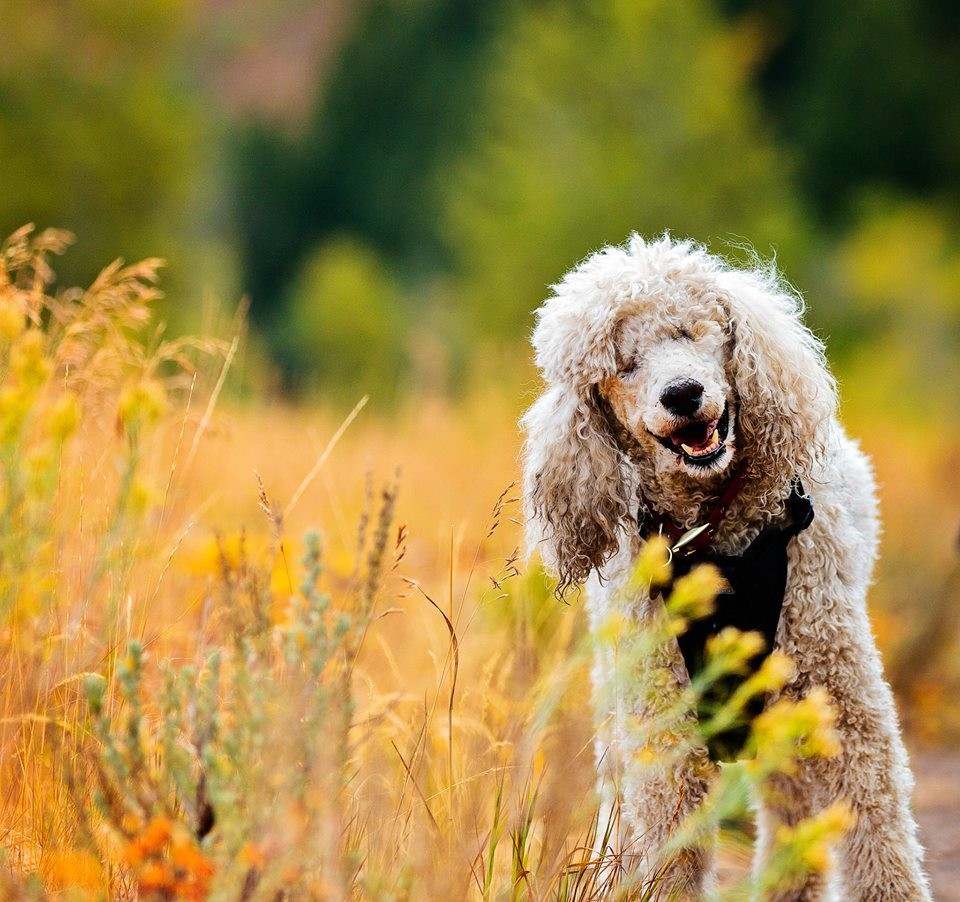 ROOT FOR POODLE MARGAUX