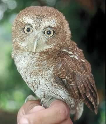 Photo credit: Center For Biological Diversity