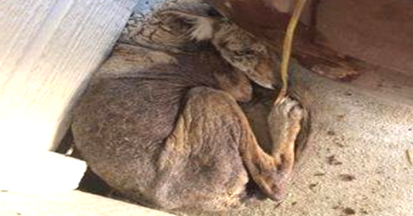 Photo credit: Folsom Animal Services